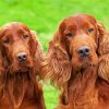 Irish Setter Puppies paint by number