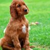 Irish Setter Puppy paint by number