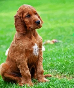Irish Setter Puppy paint by number