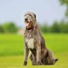 Irish Wolfhound paint by number