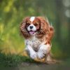 King Charles Cavalier Paint by number