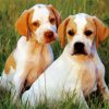 Lemon English Pointer Puppy paint by number