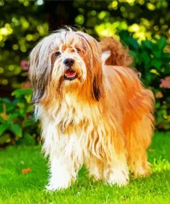 Long Hair Lhasa Apso paint by number