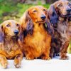 Long Haired Dachshund paint by number