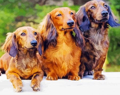 Long Haired Dachshund paint by number