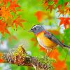 Lovely Robin In Autumn paint by number