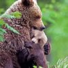 Mama Bear Hugs Her Babies paint by numbers