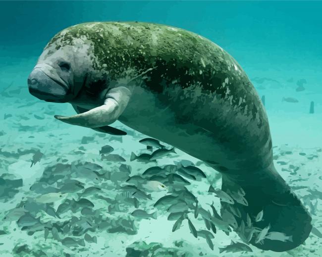 Manatee And Fish paint by number