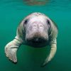 Manatee Animal paint by number