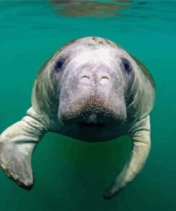 Manatee Animal paint by number