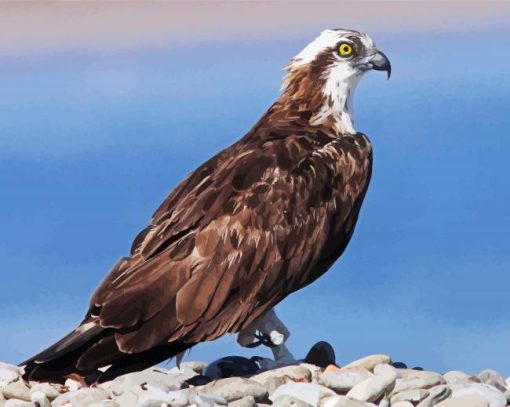 Osprey Bird Animal paint by number
