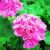 Pink Geraniums paint by number