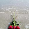 Pink Roses And Beach paint by number
