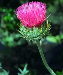 Pink Thistle Plant paint by number