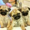Pug Puppies paint by number