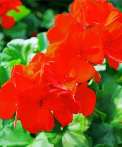 Red Geraniums Flowers paint by number