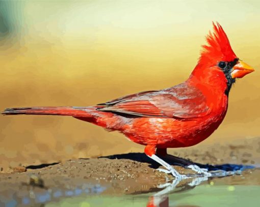 Red Northern Cardinal paint by number