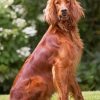 Red Setter Dog paint by number