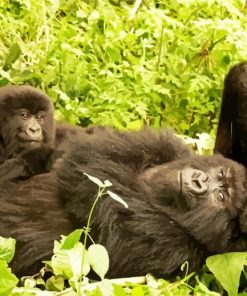 Relaxing Gorillas Mother Baby paint by number