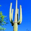 Saguaro Cactus Plants paint by number