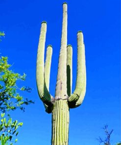 Saguaro Cactus Plants paint by number