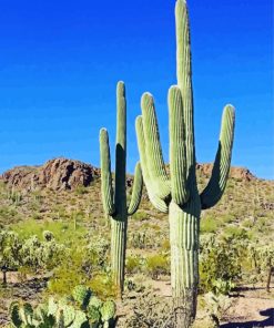 Saguaro Cactus paint by number
