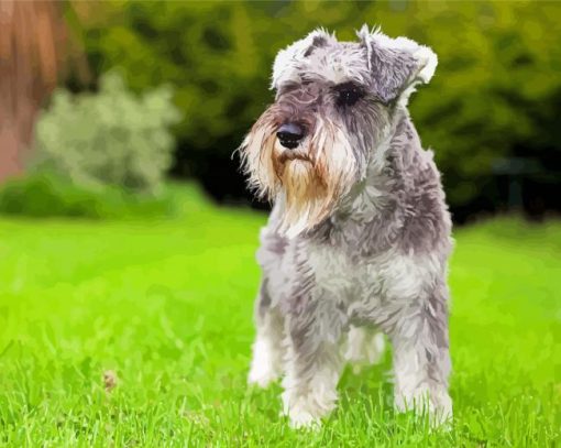 Schnauzer Puppy paint by number