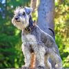 Schnauzer Dog paint by number