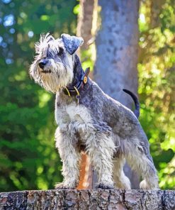 Schnauzer Dog paint by number