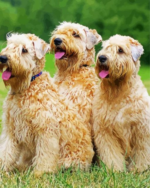 Soft Coated Wheaten Terrier Dogs paint by number
