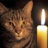 The Cat And A Candle paint by number