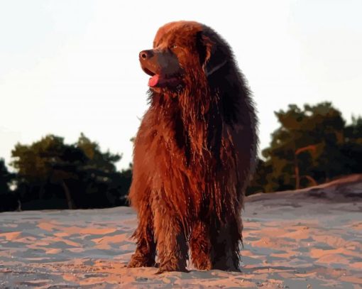 The Newfoundland Dog paint by number