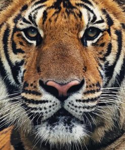 Tiger Animal Close Up paint by numbers