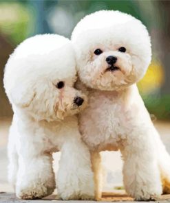Toy Poodle Dog paint by number