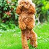 Toy Poodle Puppy paint by number