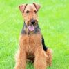 Welsh Terrier Dog Animal paint by number
