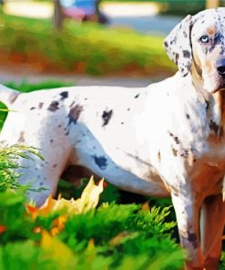 White Catahoula Leopard Dog paint by number