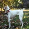 White English Pointer paint by number