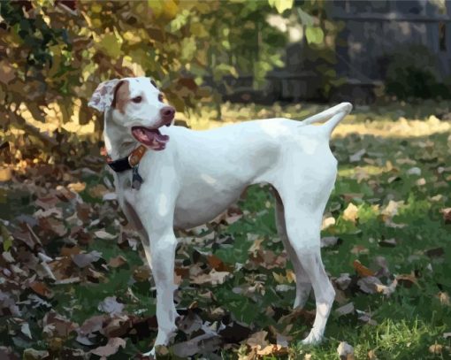 White English Pointer paint by number