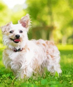 White Yorkiepoo paint by number