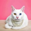 White Pearl Pet Collar Cat paint by number