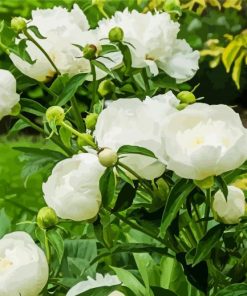 White Peony Flowers paint by number