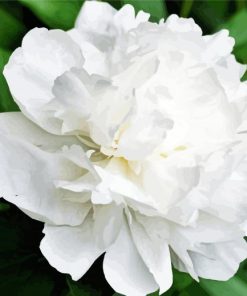White Peony paint by number