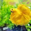 Yellow Betta Fish In Water paint by number