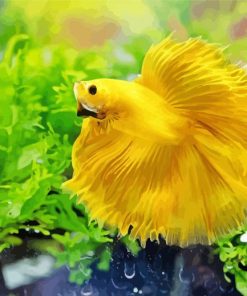 Yellow Betta Fish In Water paint by number