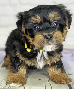 Yorkiepoo paint by number