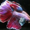 Artistic Purple Betta Fish paint by number
