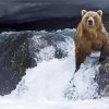 Bear On Waterfall paint by number