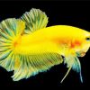 Betta Fish Yellow paint by number