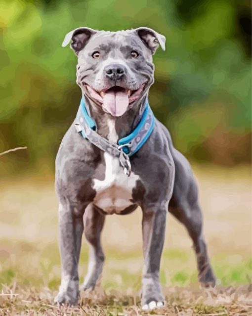 Blue Staffie Pet Animal paint by number